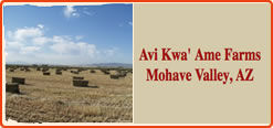 fort mojave indian tribe - Avi Kwa' Ame Farms Mohave Valley, AZ